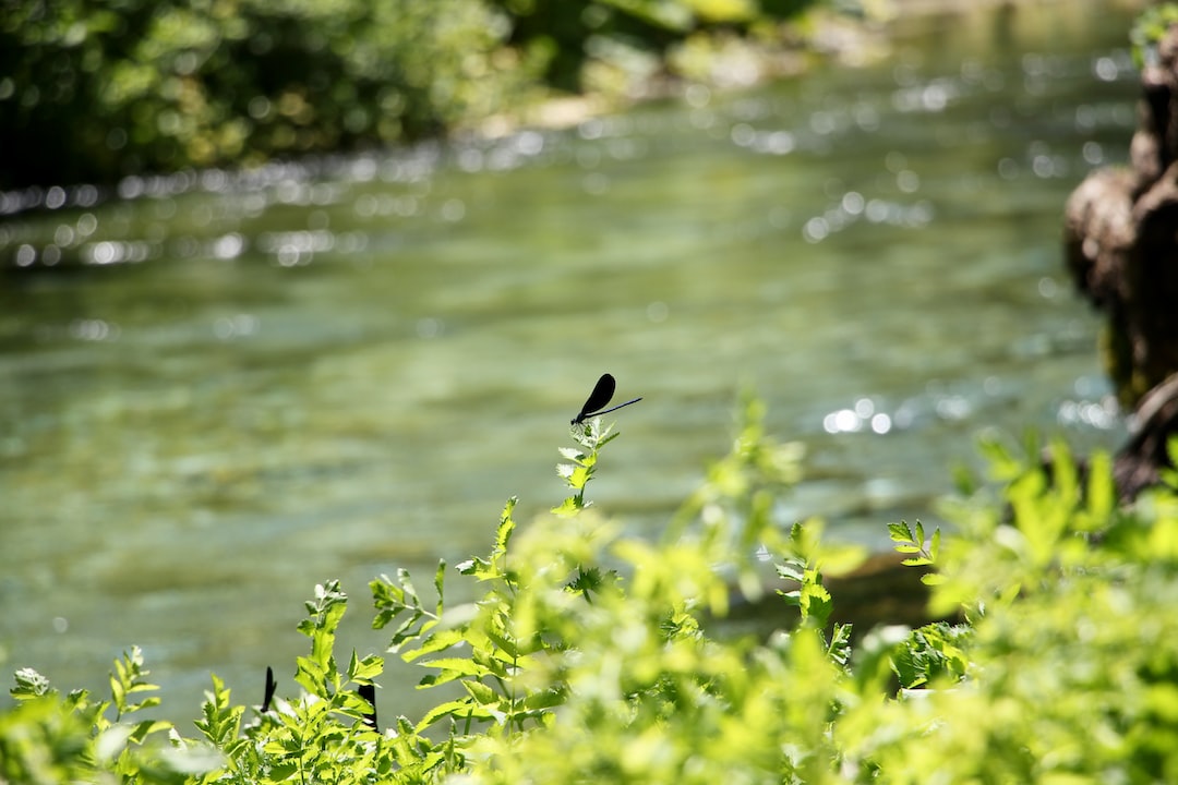 black bird flying over the river during daytime