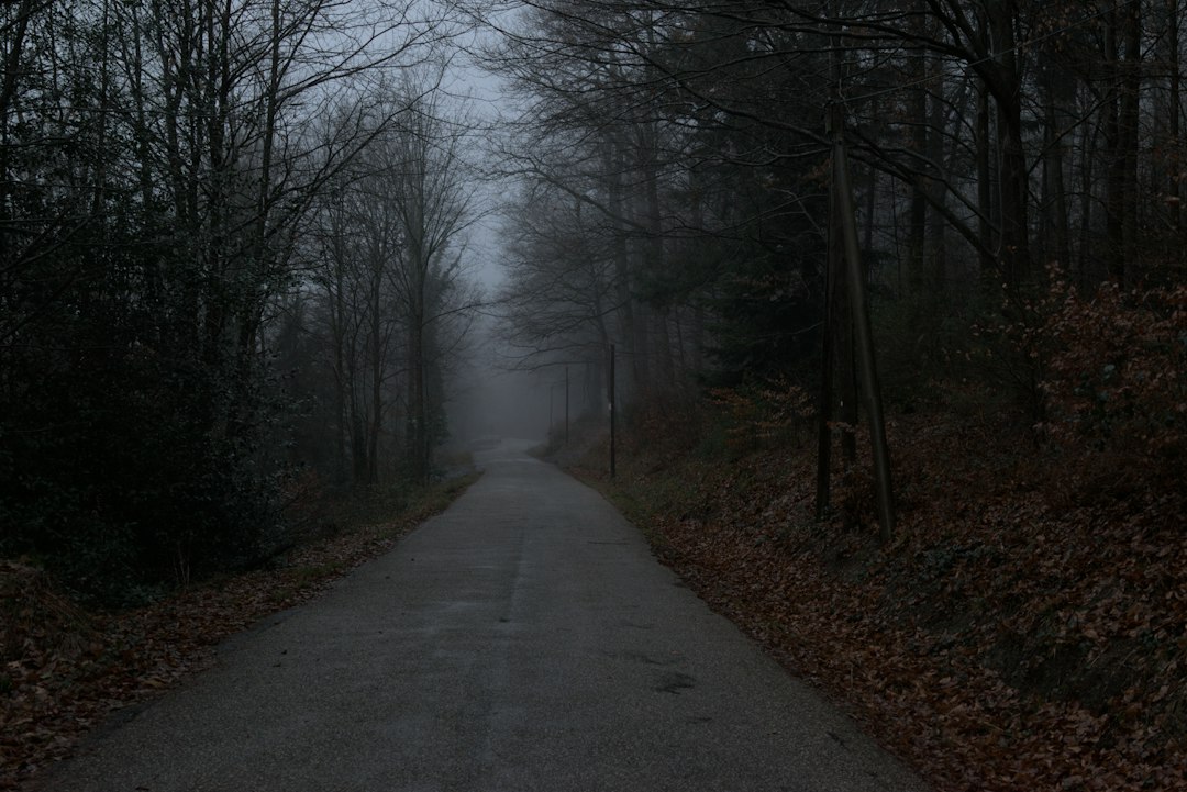 a road in the middle of a forest on a foggy day