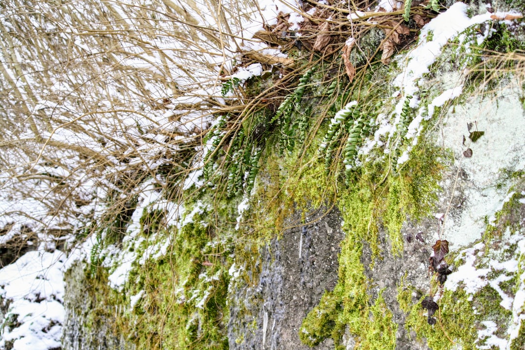 moss growing on a rock wall covered in snow