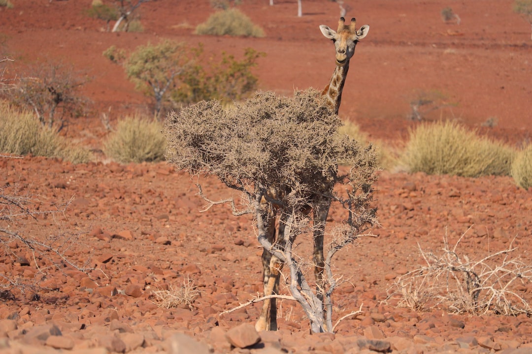 giraffe calf behind shrub at the field during day