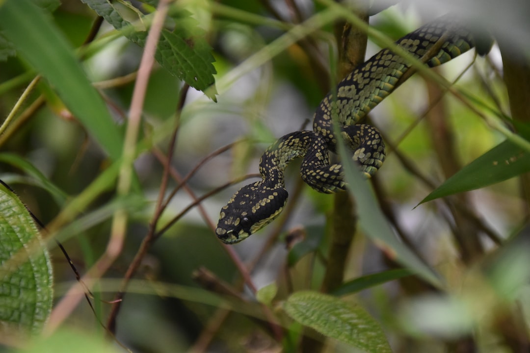 a snake that is sitting on a branch